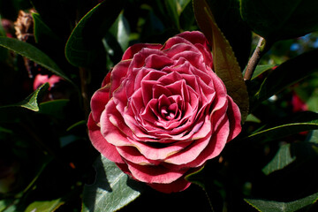 Close-up of a beautiful blooming Camellia japonica also known as common camellia