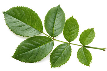 Fototapeta premium Rose Green leaves isolated on a white background