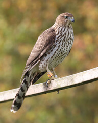 Cooper's Hawk on a Wooden Rail