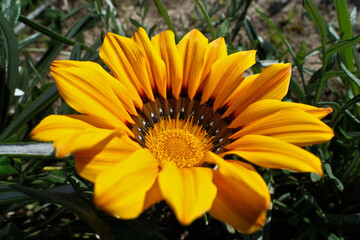 Gazania is a genus of flowering plants in the daisy family.