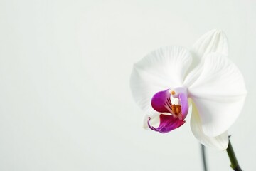 Delicate white orchid blossom against pure white background, serene, beauty