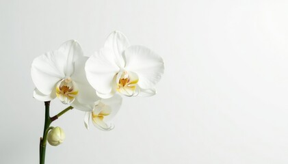 Obraz premium Delicate white orchid blossom on pure white backdrop, flora, closeup