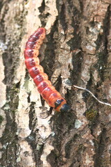 Chenille