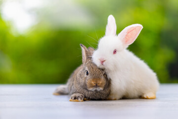 Obraz premium Bunny easter fluffy rabbit eating food, vegetables, carrots, baby corn on green garden nature flowers background on sunny day, Lovely mammal with bright eyes in nature life. Symbol of easter day.