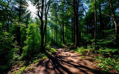 Obraz premium Sunlit path winds through a dense green forest. Sunlight filters through the tall trees, casting long shadows on the dirt trail surrounded by lush foliage.