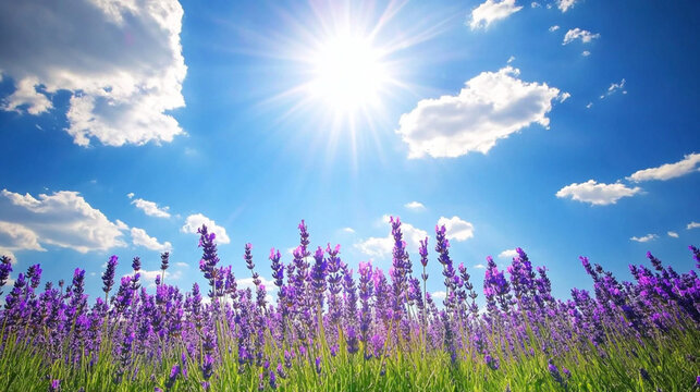 Fototapeta spring meadow with flowers