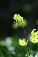 春の妖精