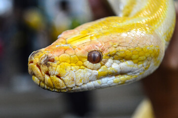 Revealing the face of yellow python. Noise and grainy images. Yellow Python. Python Molurus.