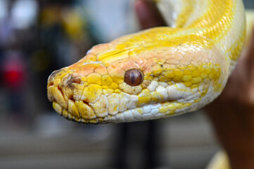 Revealing the face of yellow python. Noise and grainy images. Yellow Python. Python Molurus.