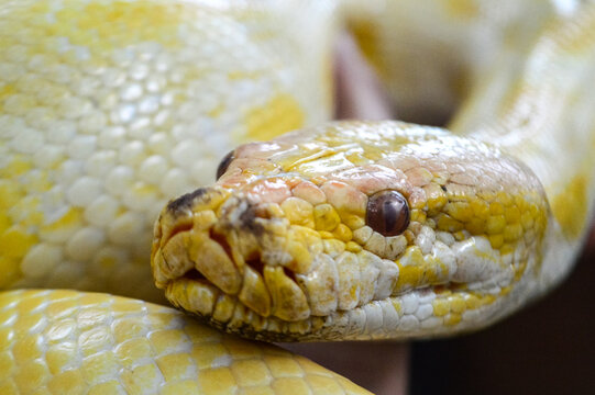 Revealing the face of yellow python. Noise and grainy images. Yellow Python. Python Molurus.
