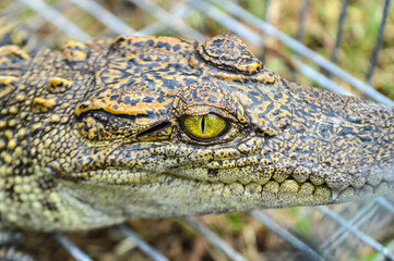 the Eye of Crocodile, wildlife 