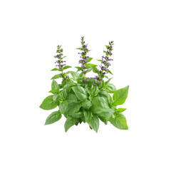 Fresh Basil Plant with Purple Flowers Isolated on White Background