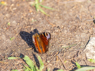 Peacock butterfly on the ground among the grass
