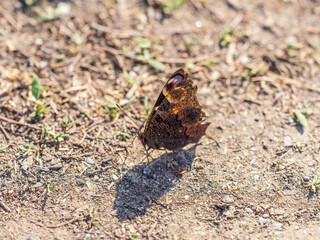 Peacock butterfly on the ground among the grass