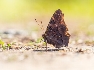 Peacock butterfly on the ground among the grass