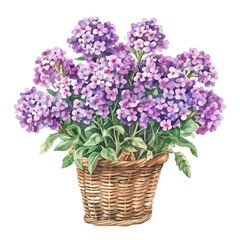 A watercolor vector illustration of Verbena bouquet in a basket, isolated on a white background.

