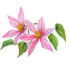 Two clematis pink flower