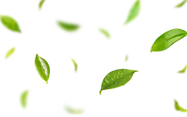 Floating Green Leaves with Transparent Background