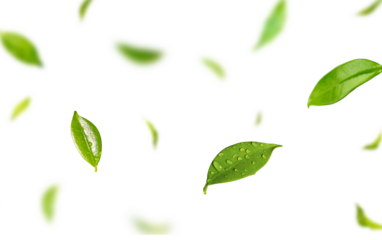 Floating Green Leaves with Transparent Background