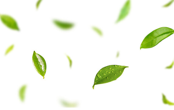 Fototapeta Floating Green Leaves with Transparent Background