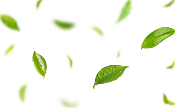 Floating Green Leaves with Transparent Background