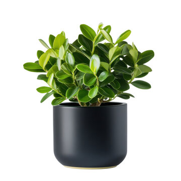 Compact indoor plant with vibrant foliage in minimalist black pot on transparent background