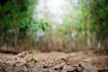 New sprout growth in a forest environment nature fresh beginnings greenery close-up viewpoint