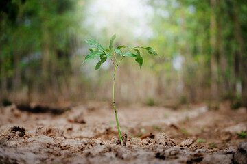 Nurturing new growth young plant emerges in forested landscape nature natural environment ground level view