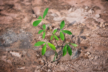 New plant growth in urban environment nature scene soil texture green leaves close-up sustainability concept