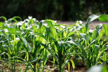 Growing healthy corn plants in lush farm environment nature close-up view agricultural innovation