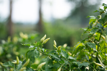 Green peppers growing in lush nature setting botanical close-up outdoor serenity freshness concept