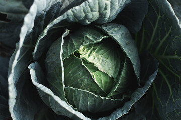 Harvesting fresh vegetables cabbage growth in organic farms close-up natural environment aesthetic view