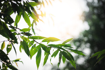Sunlight illuminates green leaves forest nature outdoor close-up serenity