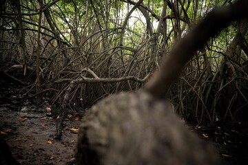 Intricate Mangrove Roots in Forest