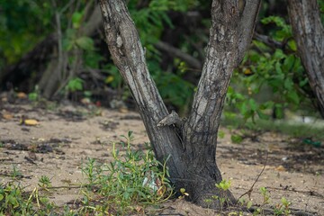 Tree trunk close-up in forest