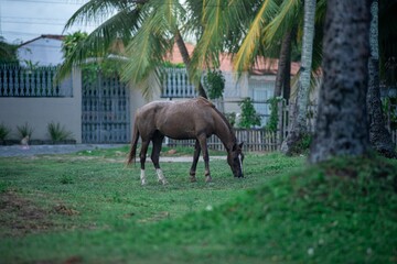 Horse Grazing in a Tropical Garden