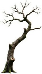 A single tree branch with interesting knots and twists isolated on white background, texture, unusual, nature