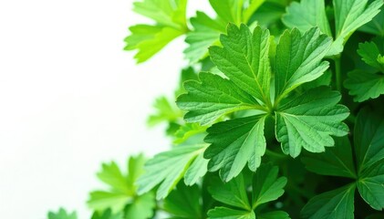 Intricate parsley leaf design, showcasing vein details , parsley, graphic, illustration
