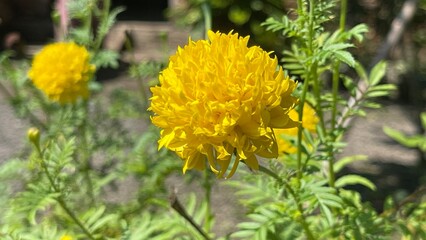 yellow flowers in the garden