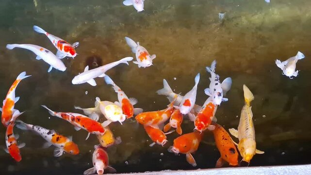 koi fish swimming in a pond