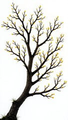 Fototapeta premium Branches tangled in a mess on a white background, isolated branches, foliage