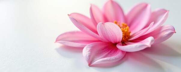 Obraz premium Delicate flower petals unfolding on a crisp white surface, pure, nature