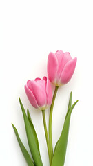 Fototapeta premium Two delicate pink tulips with vibrant green leaves, elegantly arranged against a clean white backdrop. A close-up showcasing the blooms' soft petals.
