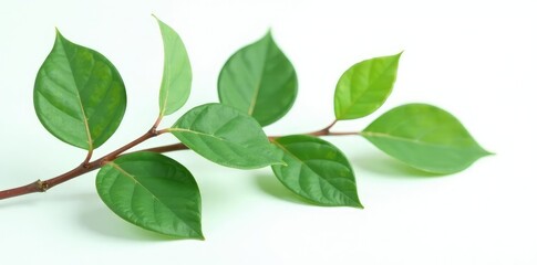Isolated eucalyptus leaves on a white background with subtle shadow, leaf shape, nature, plant life