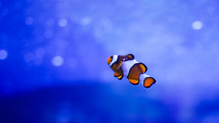 Bellas imagenes de animales acuaticos, de cerca y apreciando sus vividos colores y formas. 