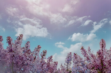 Obraz premium lavender field at sunset