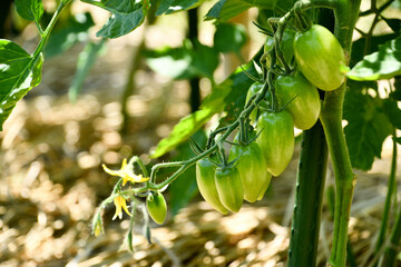 まだ青いミニトマト