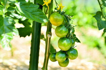 色づき始めのミニトマト