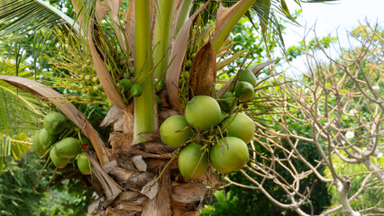 Green and raw coconut fruit on the tree in garden. Background of garden trees.