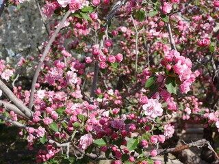 Obraz premium Brandywine Crabapple tree flowers and buds in Colorado